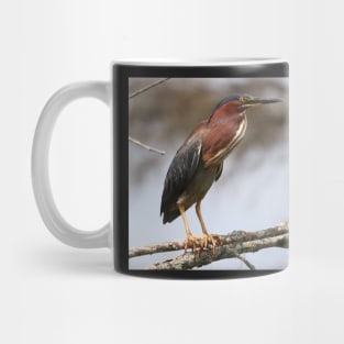 Green Heron on a Branch Mug